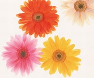 ���уV�����v�[�Ƃ�